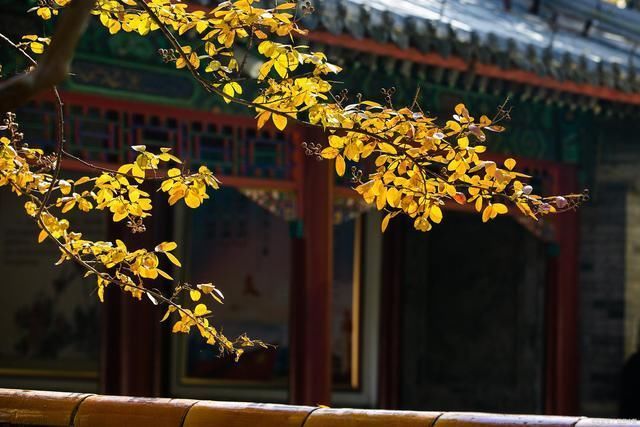 诗词@19首诗词,描写秋天的守望深秋大海逢涨潮,傍晚风吹树欲摇