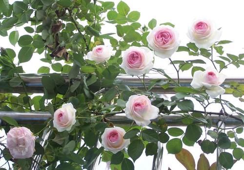 怎么把月季养漂亮?把握住“3点”,枝叶茂、开花勤