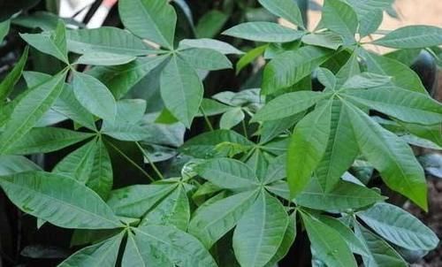 养文竹、发财树、富贵竹、栀子花,不想黄叶就“一对一”用它