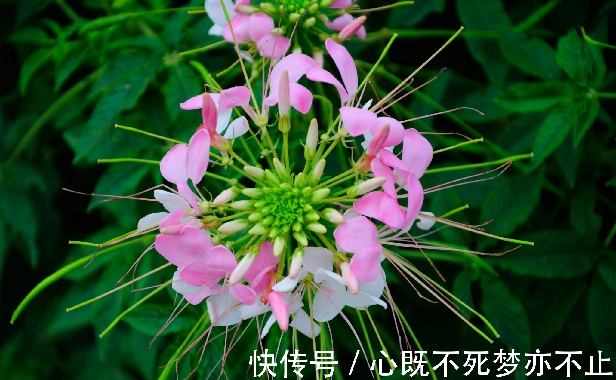 美丽的心|此花似蝴蝶飞舞，常常迷倒飞舞的蝴蝶，被誉为“神秘之花”