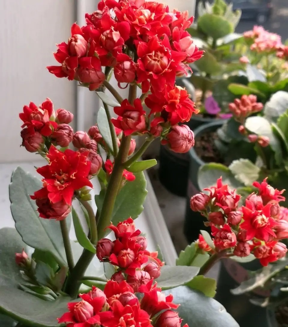 75个长寿花品种，一个比一个美，一起来认识一下吧！