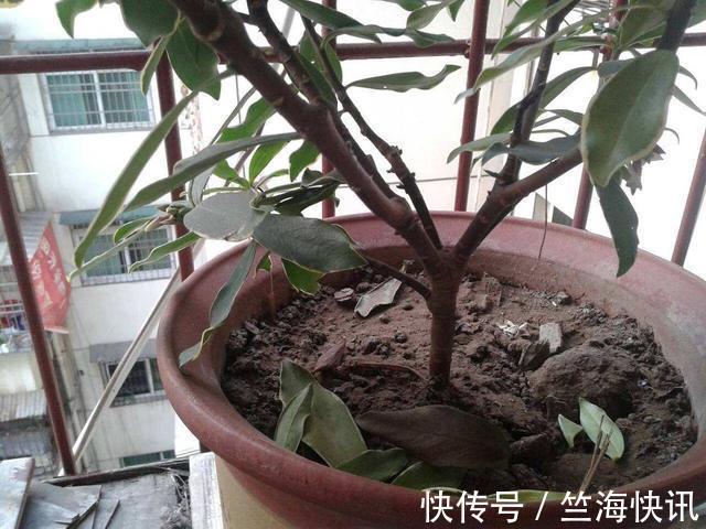 金边瑞香不好养,到了夏天叫“夏必死”,没法安全度夏不好养!