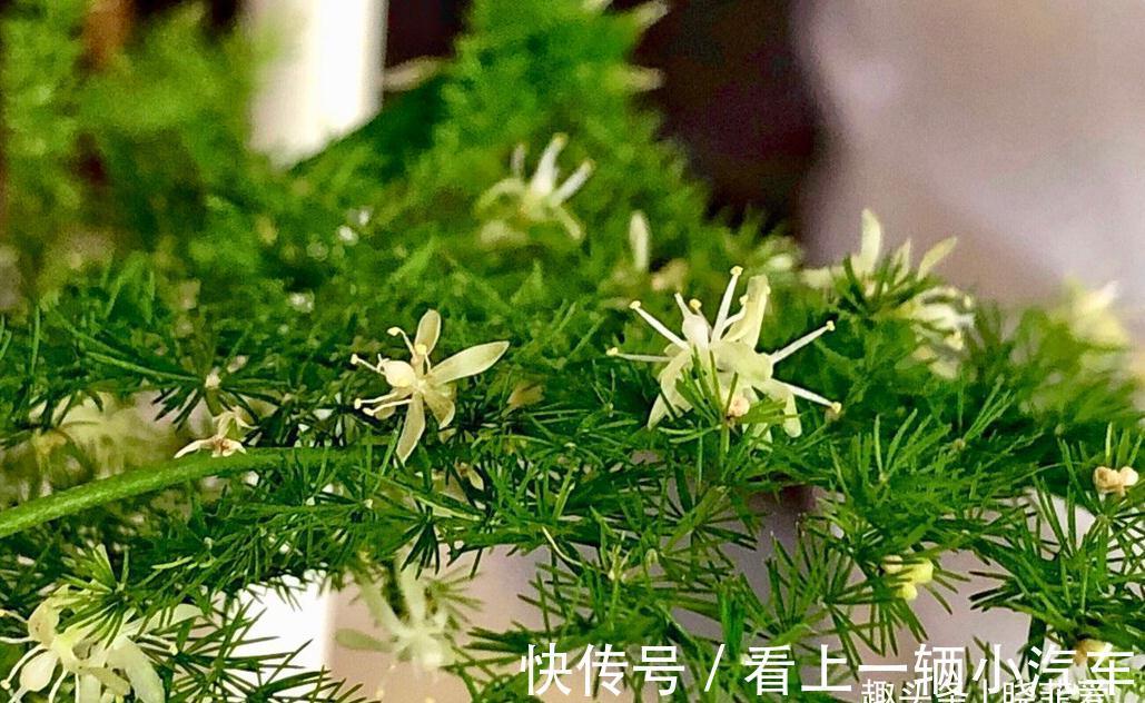 养花要舍得剪！入冬前，5种花剪一剪，有利于过冬和开花