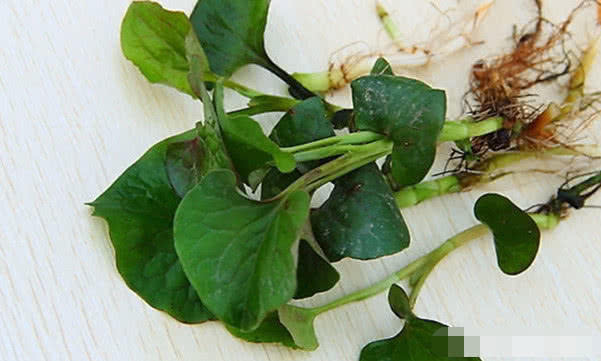 鱼腥草|常吃以下3种食物,清热解毒、消肿散结,还能预防妇科病