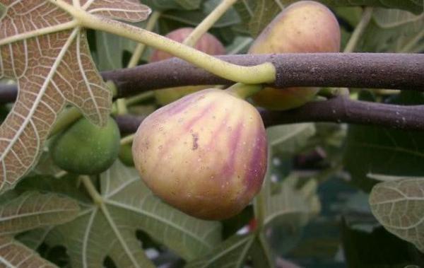 死对头|高血压的“死对头”,坚持每天吃一点,高血压悄悄不见了