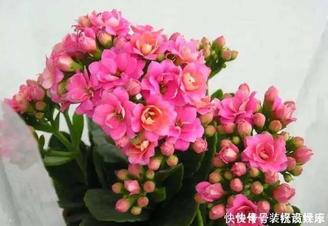 长寿花|2种东西埋盆里，长寿花呼呼长，开花满盆