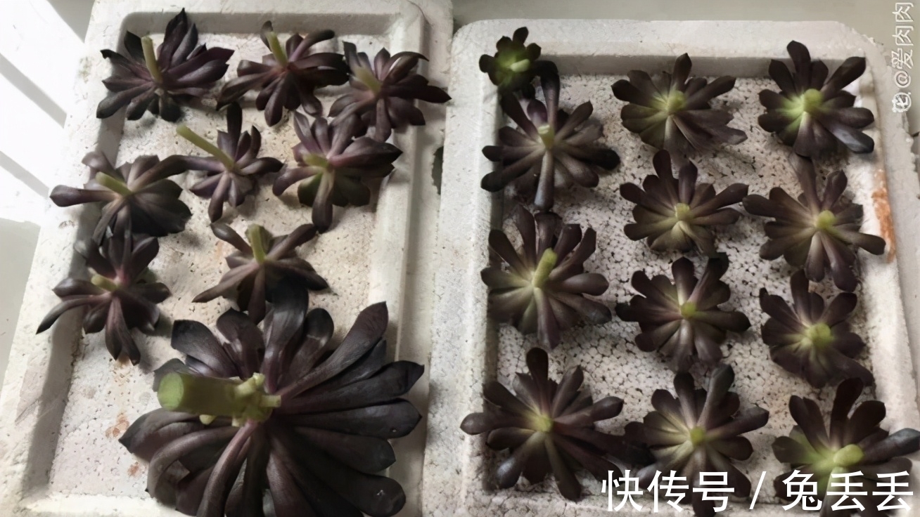 繁殖多肉的途径:砍头茎插、拿叶子催根育苗