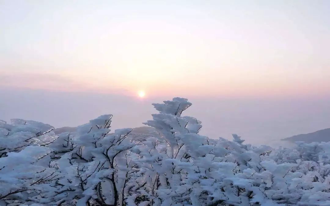  虎始|大雪丨鹖鴠不鸣；虎始交；荔挺出