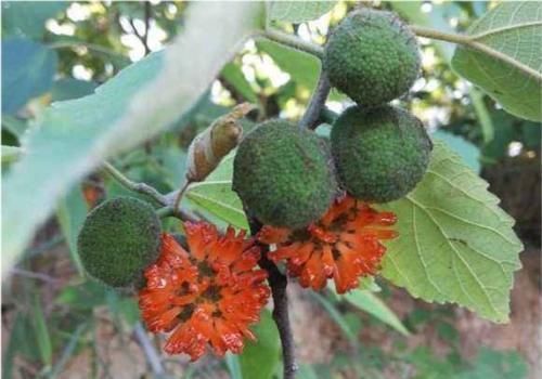 男人|农村随处可见的稀罕水果,男人吃了有益,如今20元一斤