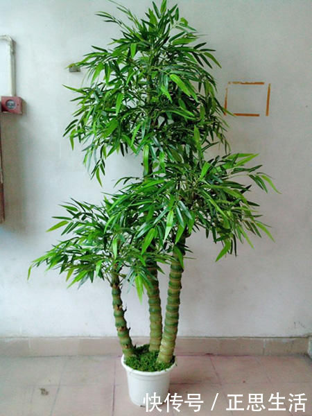 佛竹|这“竹子”这么大个肚子,可谓“宰相”,好看旺财,能养20年