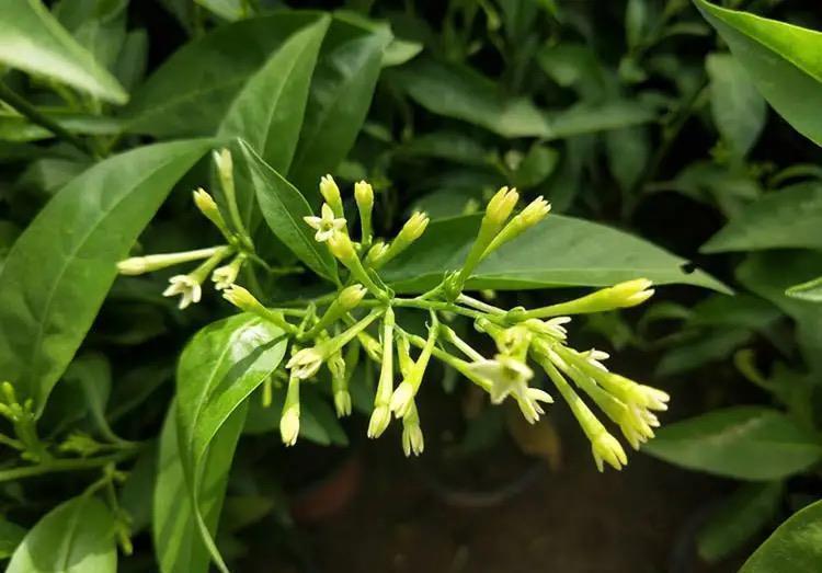 4种漂亮的“浓香”花，只可看不能闻，卧室养护更要避开