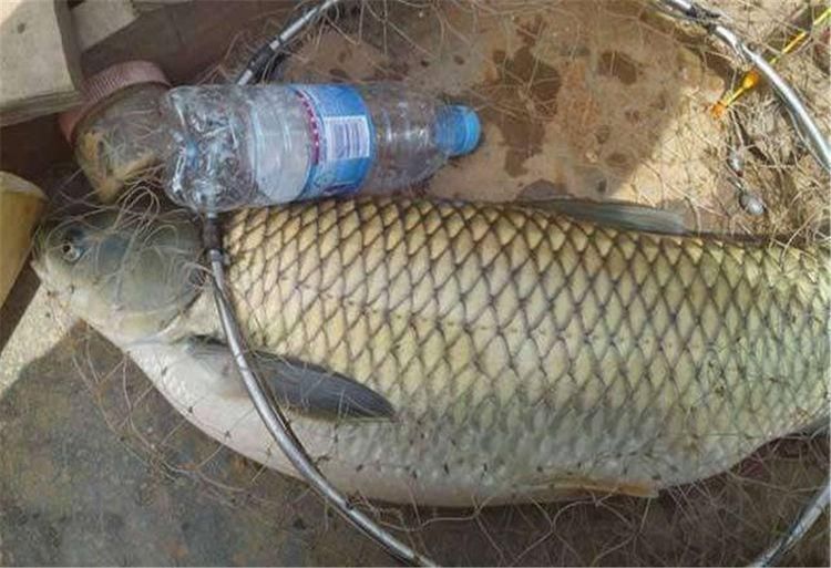 钓鱼高手教你轻松破解野钓时有鱼无口的四招方法,让你不再做空军