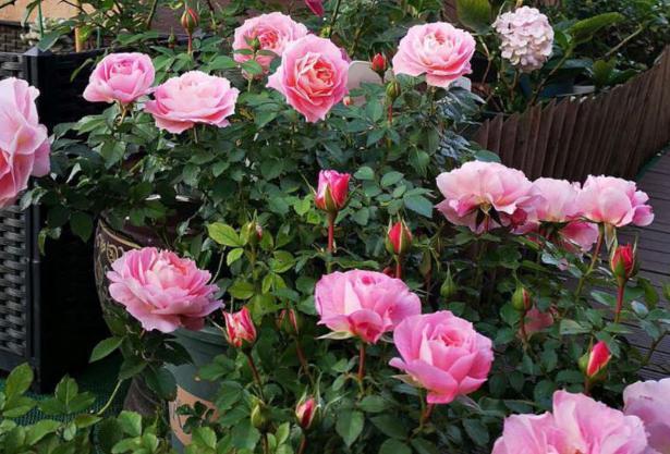 养花高手想要练成大神,处理这6件事就得游刃有余