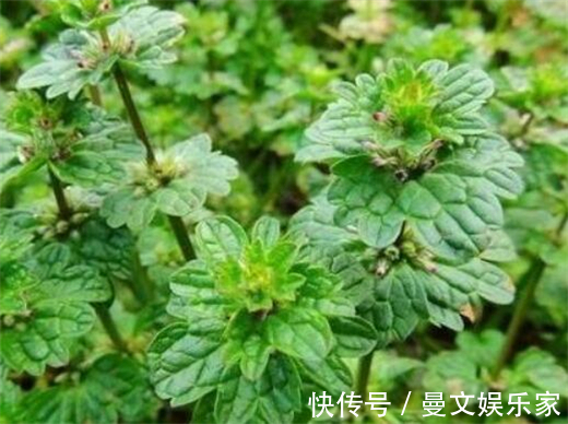 肝炎|在农村这种“接骨草”,不但好看能盆栽,其实还能治肝炎