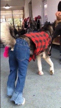 |搞笑GIF:本想给女友一个惊喜,没想到遇到了丈母娘