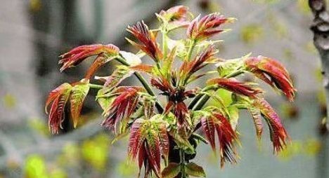 食物|预防身体变老,适合吃的食物,促进消化,活血嫩肤,谁吃谁年轻