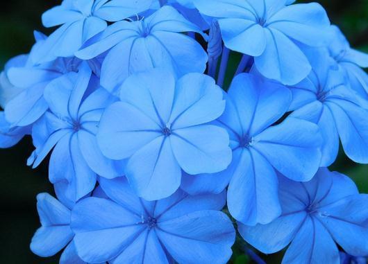 它,最爱开花,还不喜肥,一开300天,地栽阳台均可