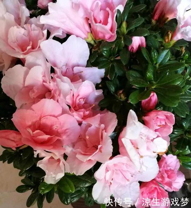 养护|杜鹃花有3怕,难怪会掉苞不开花,避开养护,花朵越开越多