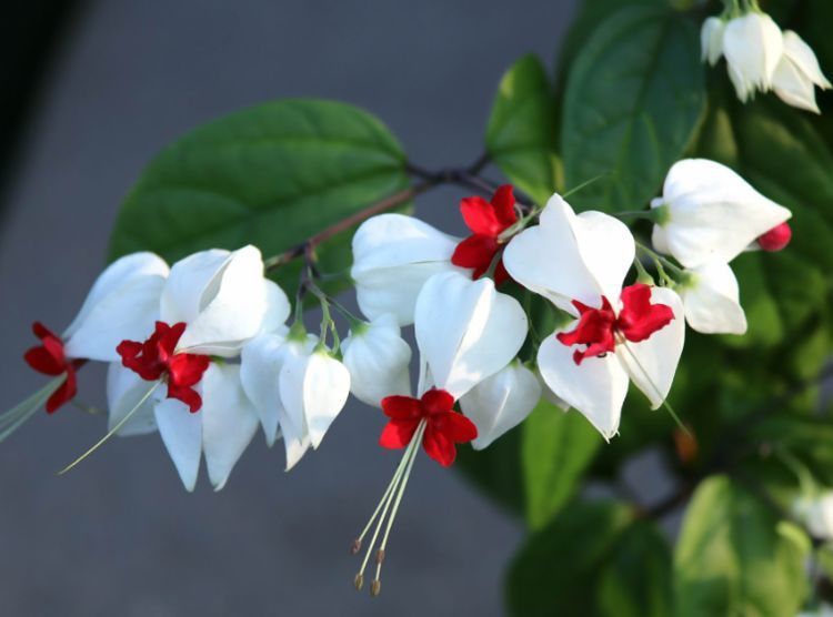 花期最长的植物,全年开花爆盆,观赏价值高,易养活,是盆栽佳品