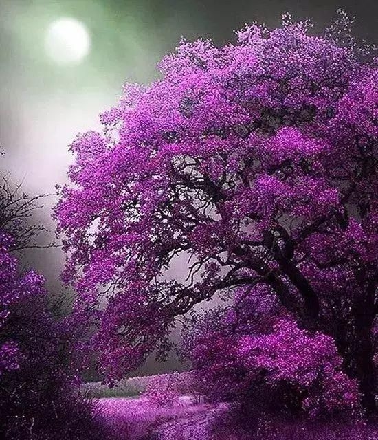 传来|太美了,世界照片今天终于传来,罕见至极,一睹为快