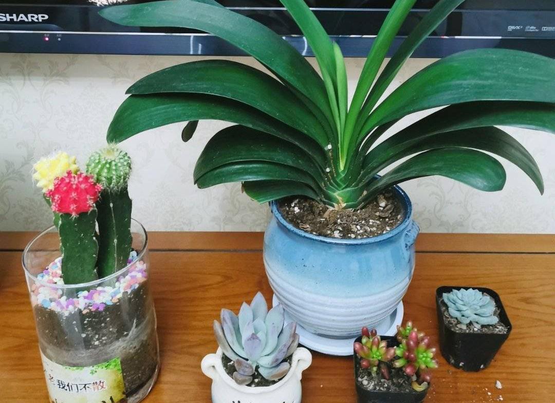 君子兰光长叶不开花该怎么处理？试试2招，开花壮观，一盆变多盆