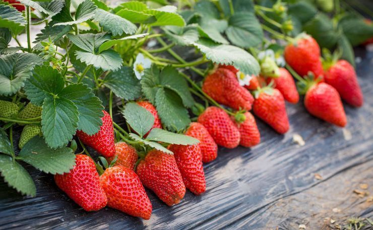 牛油果|立冬后易生病,瓜果食物经常换,补气养颜,提高免疫,益处大