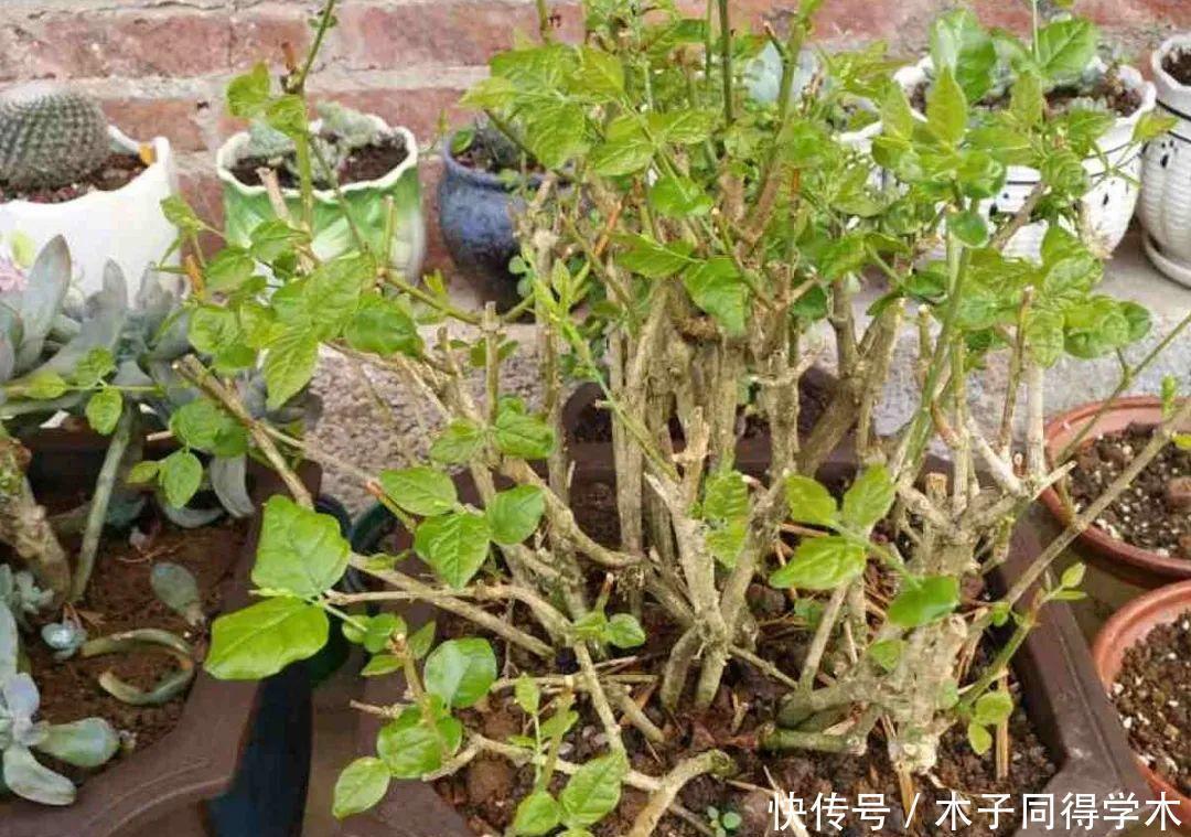 马上进入花期的花,10天一次肥,下个月就开花