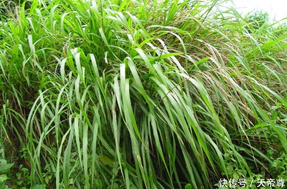 田地|农村这些最常见的中药材，其实是农村田地里的野菜，你见过吗