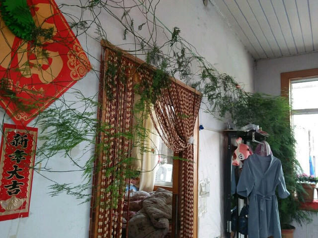 她家的文竹成了精，爬的满屋都是，剪不迭！