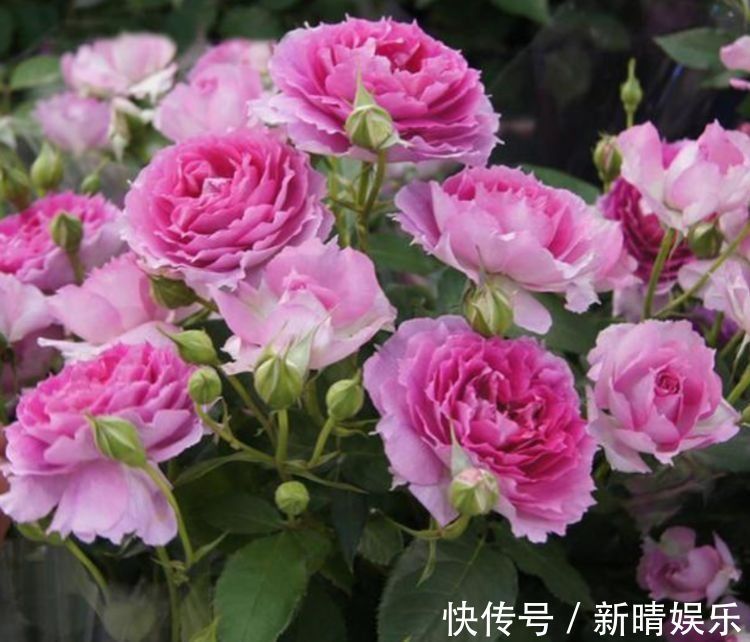 养花|养花就养3种花,花色娇艳很耐看,四季开花迷你眼,谁养谁上瘾