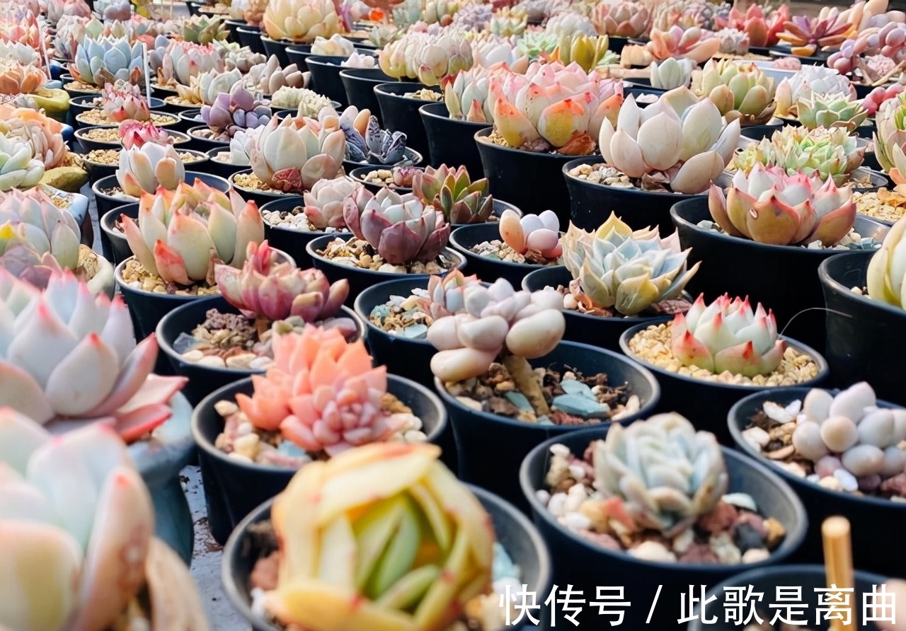 冬季不休眠的多肉如何正确浇水,才能保持良好状态,说说我的看法