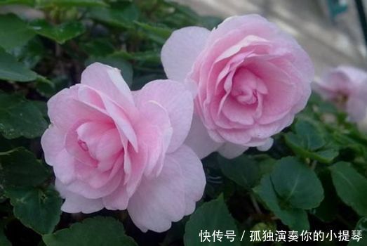 4种花,现在掐根枝条插土里,生根快,一盆变多盆