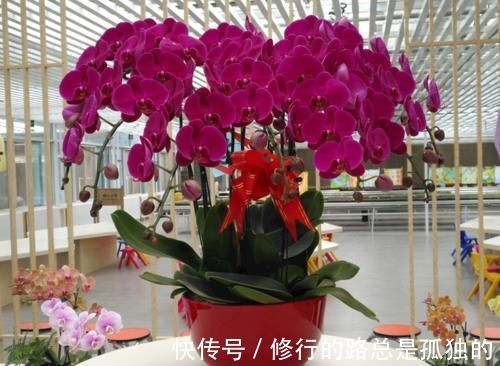 蝴蝶兰的养护方法，花大色艳，开出的花朵超漂亮