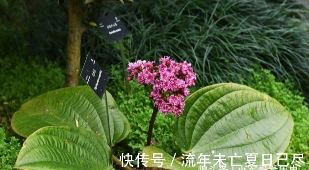 此花叶大花小,外形奇特,鲜艳而水灵,融合在一身,毫无违和感