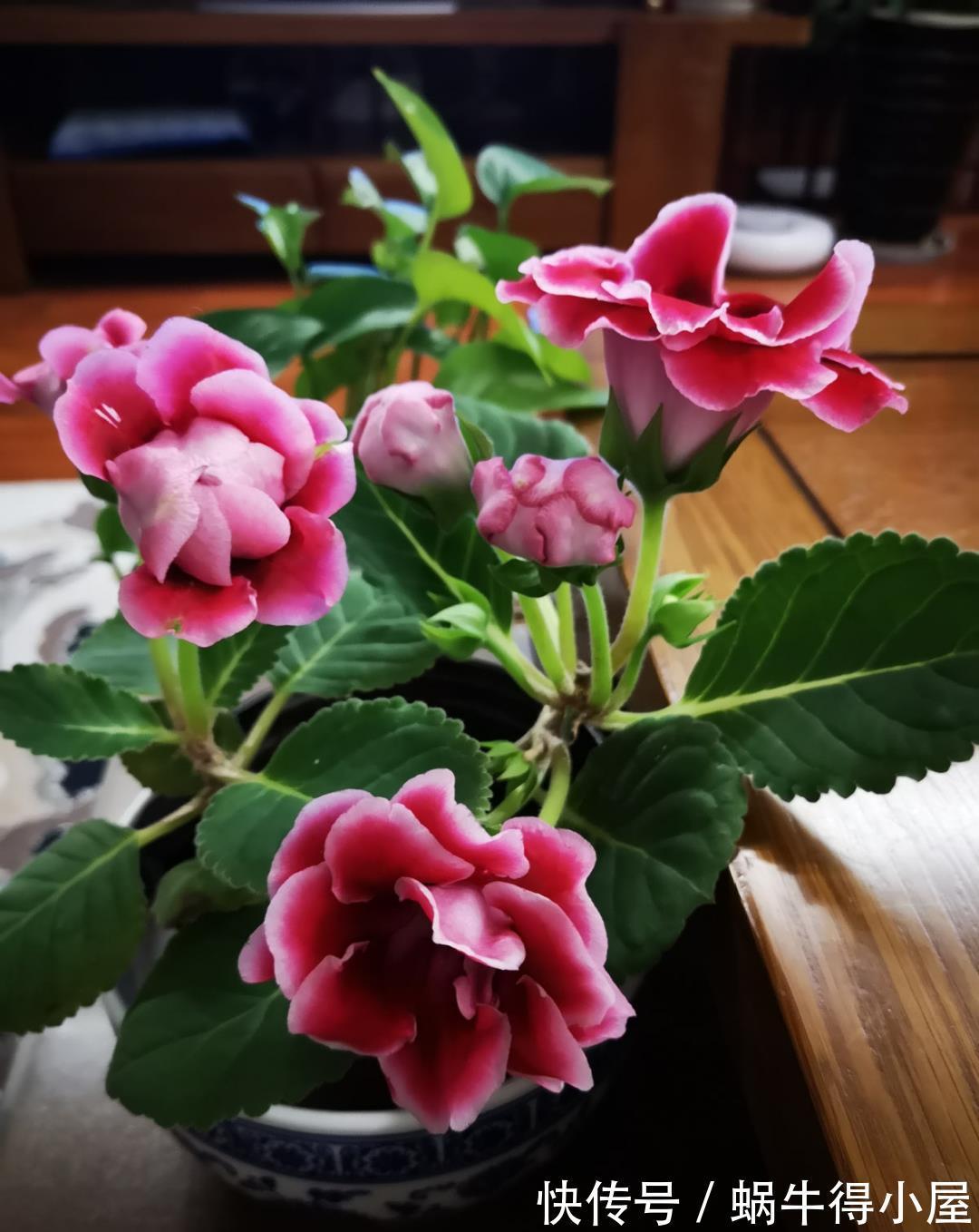 金枝玉叶|30℃以上,10种花就先别养了,买一盆死一盆,别怪我没提醒你