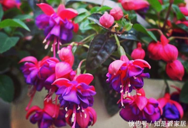 很值得入手的盆栽花,花美似牡丹,四季都开花