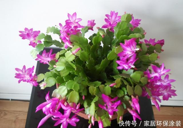 开花|蟹爪兰迟迟不肯开花,遇到这种情况,这几点需要格外注意