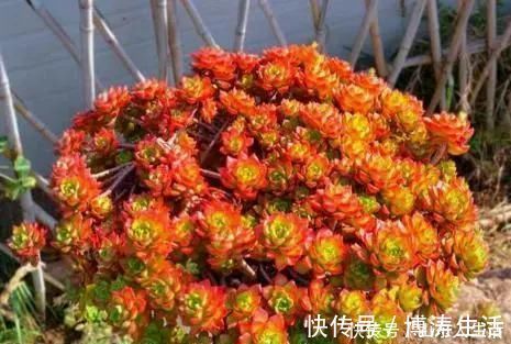 李大姐养多肉10多年，总结6个好品种，新手也能养成“漂亮老桩”