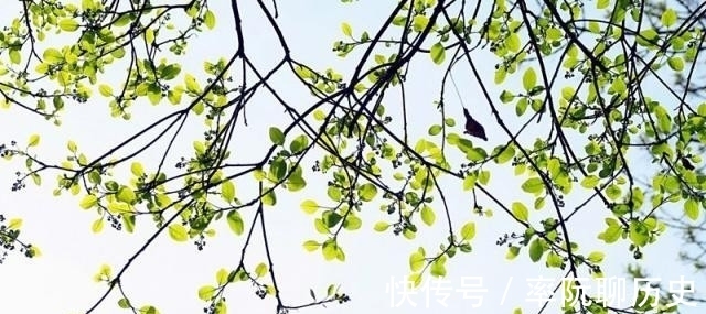 杨柳|不入流词人引来苏轼为其改字，写首凄美之作，最后12字千古名句