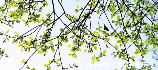 杨柳|不入流词人引来苏轼为其改字,写首凄美之作,最后12字千古名句