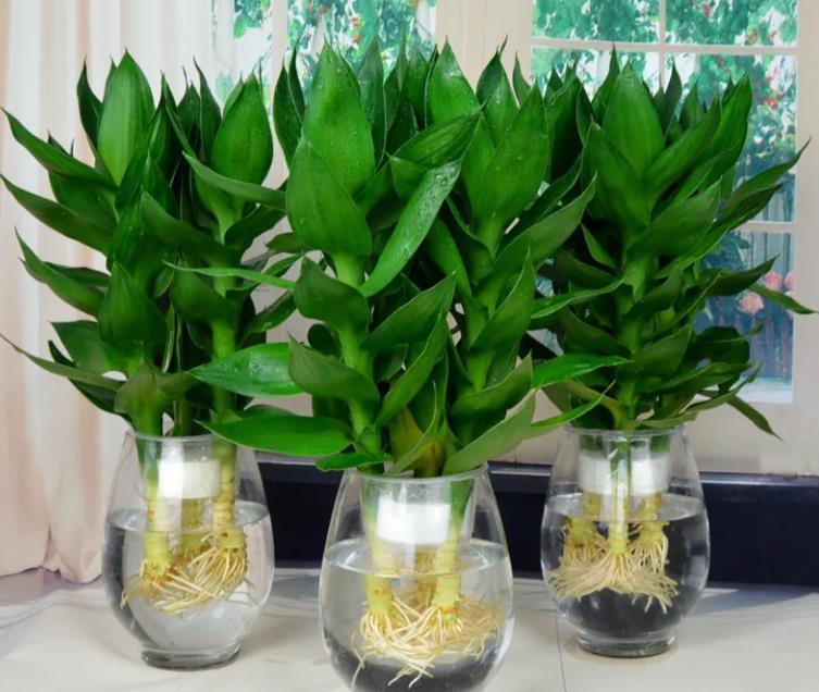 观音竹|“4种花”不分季节，想养就随时养，好养又好看