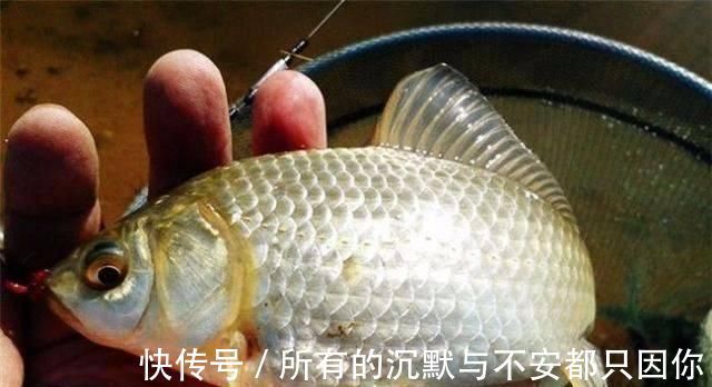 春钓时,每天这两个时间段钓鱼都是连竿,许多钓友竟然还在睡觉