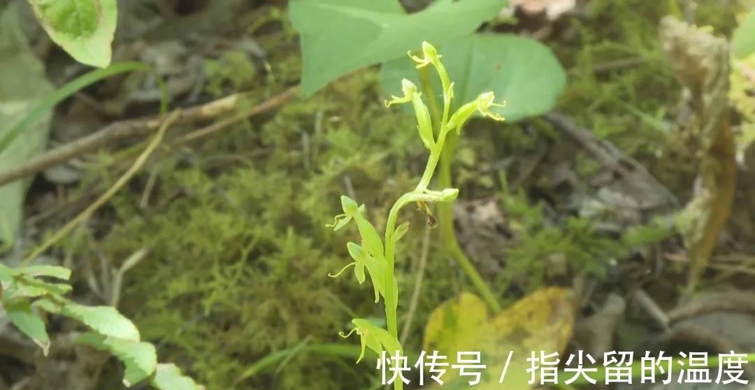 浙江|太罕见!失踪135年,它重现浙江!