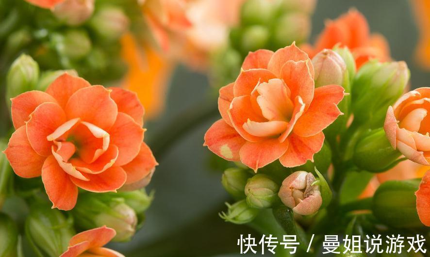 养花总黄叶,学会1招,3天绿回来,花卉蹭蹭长