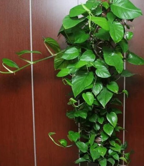 塑料瓶|隔壁大爷把“塑料瓶子”绑起来，绿萝盆栽，被他养成一棵绿萝树
