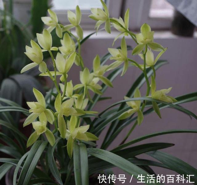 秘诀|建兰是她的软肋，失败了五次，终于掌握了催花秘诀，其实很简单