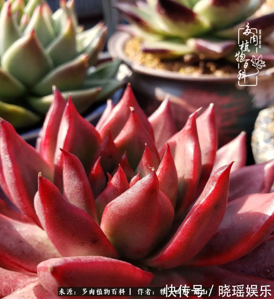 万圣节|养多肉六年,从痴迷到佛系,世事漫随流水,唯有喜爱永恒!