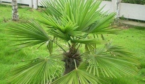 调理|没想到这样一味中药,却能调理腹泻、崩漏、遗精等尴尬的疾病