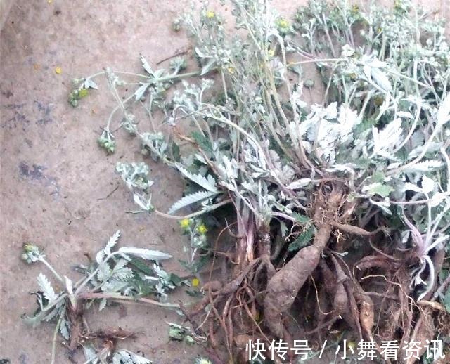 根剥开能生吃，见到别再当杂草铲除，记住它的样子像“鸡腿儿”