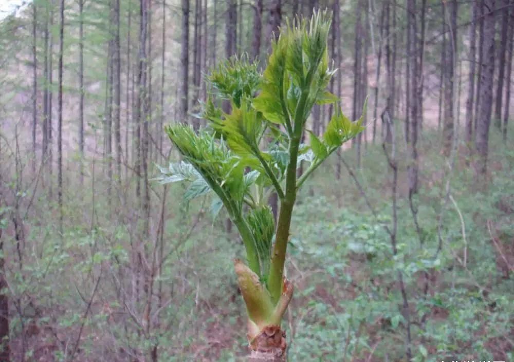 膝盖|中国最好吃的6种极品野菜，你若是全吃过，请收下我的“膝盖”